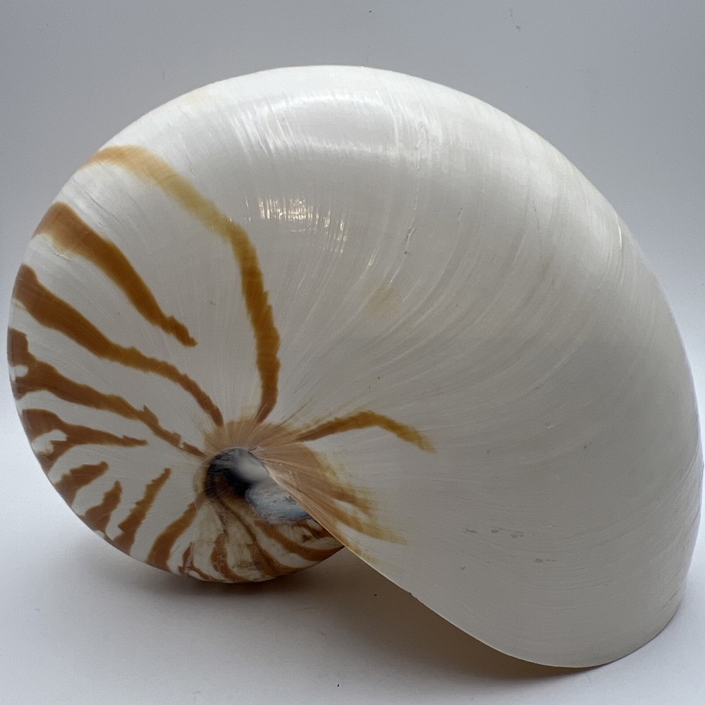 Large Natural Chambered Tiger Nautilus Shell Specimen Coastal Beach Home Decor7"